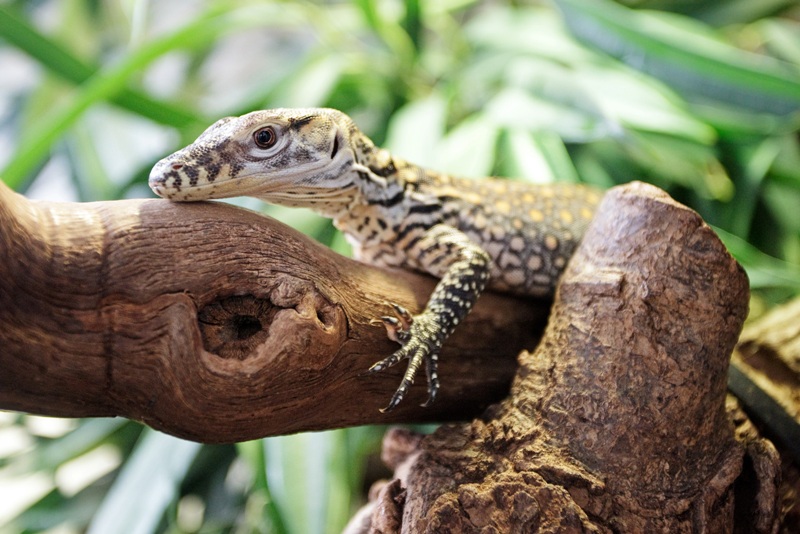 Jedno z osmi mláďat varana komodského vylíhlých v srpnu 2012, foto (c) Tomáš Adamec, Zoo Praha